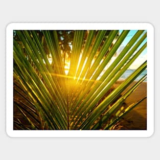 Sunlight Through Palm Tree Sticker